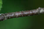 Cherry birch <BR>Sweet birch